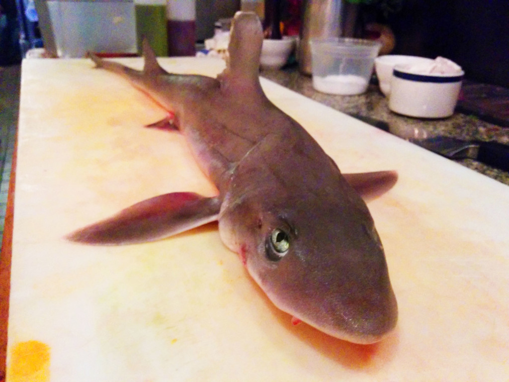 dogfish