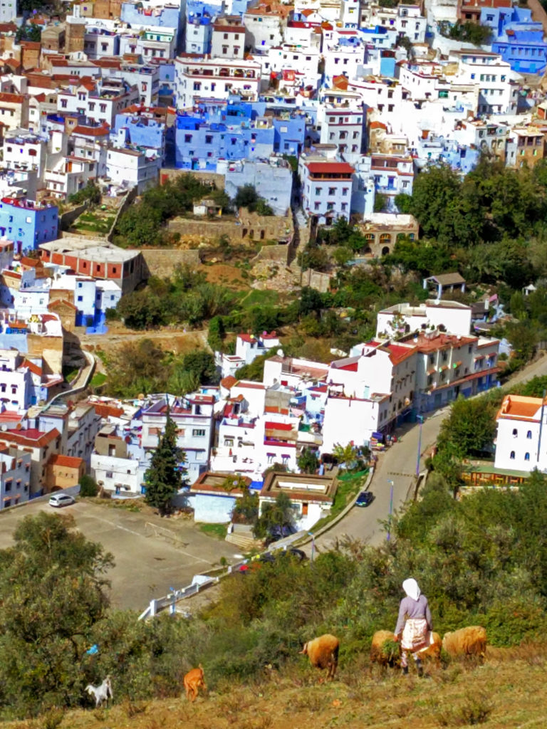 Woman herding sheep on the slopes above Chefchaouen