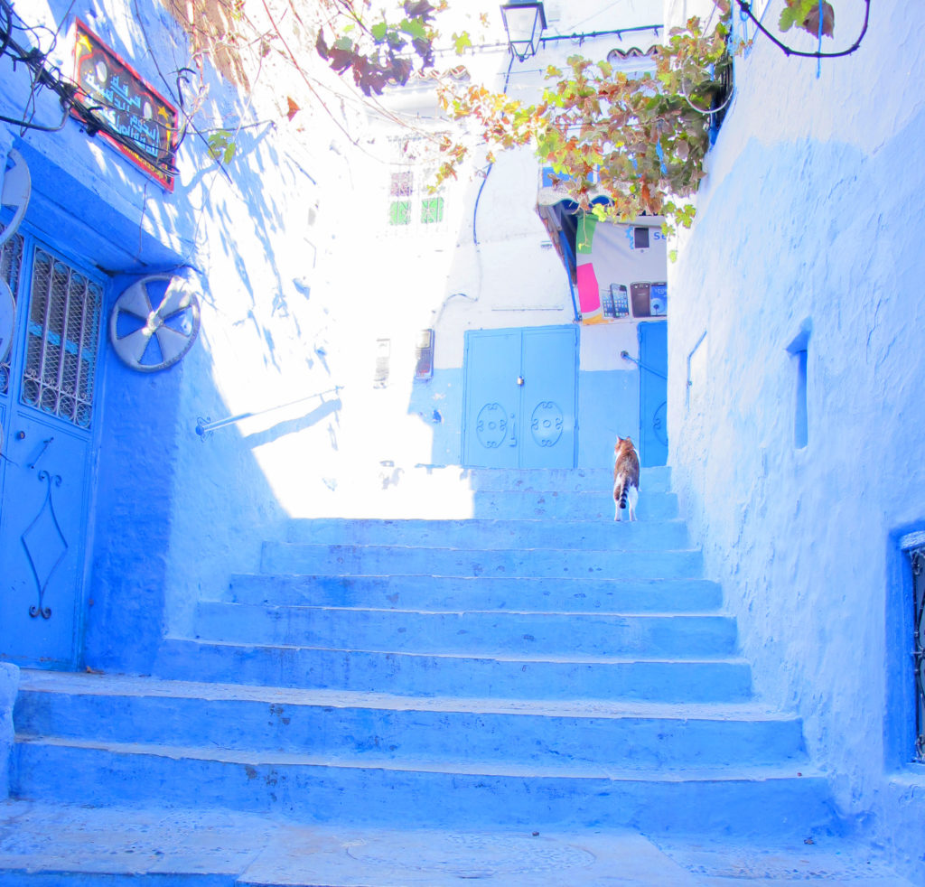 Blue alley cat in Chefchaouen